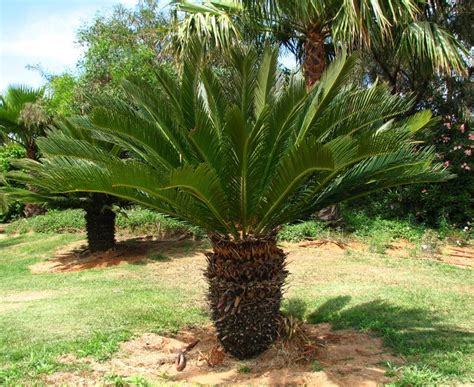Cyca revoluta Continuara.org