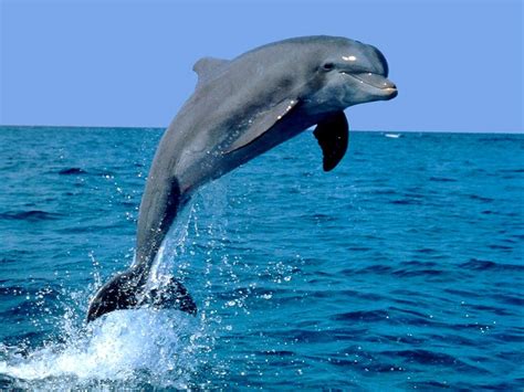 Delfin Continuara.org