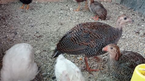 Dispongo gallinas guinea Continuara.org