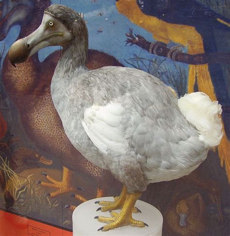 Dodo Continuara.org