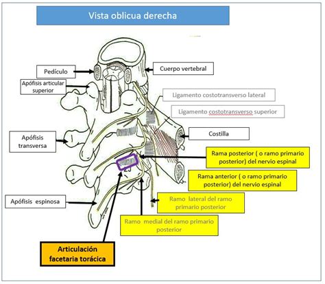 Dorsal media Continuara.org