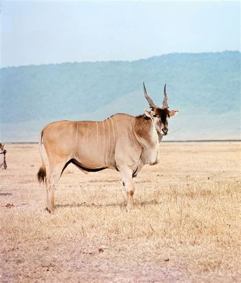 Eland Continuara.org