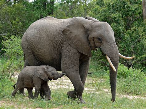 Elefante Continuara.org
