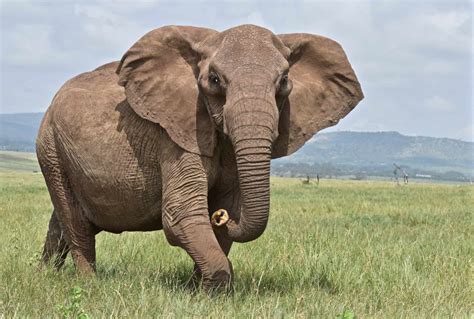 Elephant Continuara.org