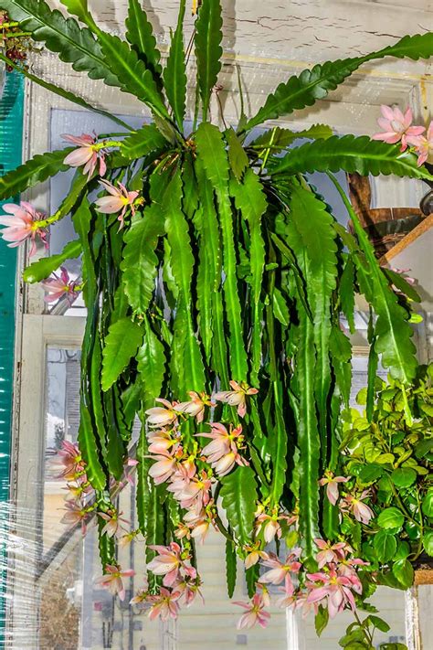 Epiphyllum cactus orquidea Continuara.org