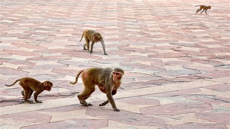 Escape from monkey Continuara.org