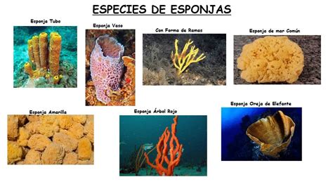 Esponjas formas animales Continuara.org