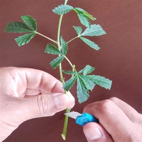 Esquejes marihuana Continuara.org