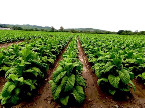 Este tabaco Continuara.org