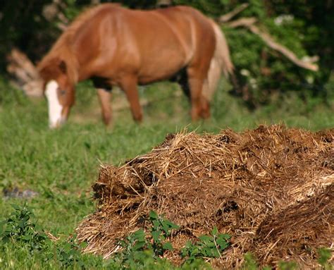 Estiercol caballo Continuara.org