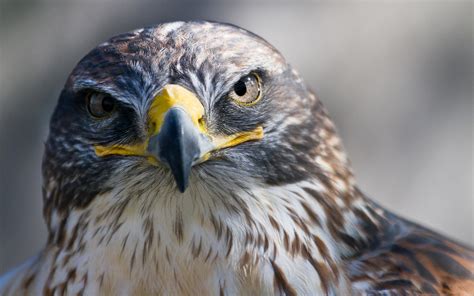 Falcon Continuara.org