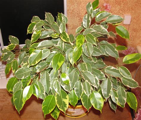 Ficus benjamina Continuara.org
