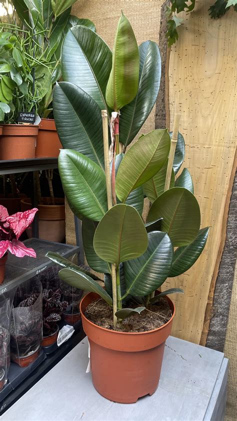 Ficus robusta Continuara.org