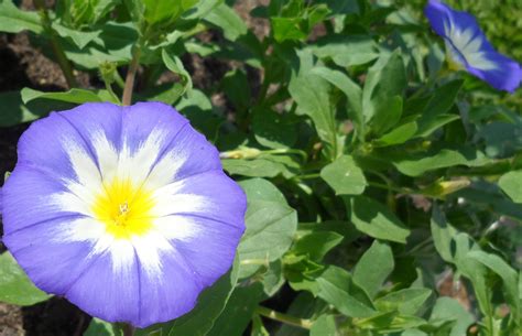 Fleur jour Continuara.org