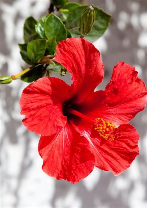 Flor roja Continuara.org