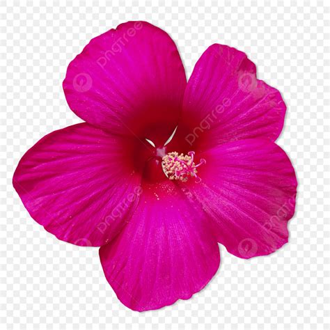 Flor Continuara.org