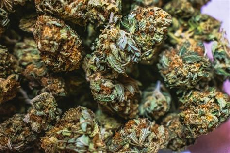Flores cannabis Continuara.org
