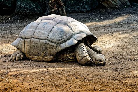 Galapago Continuara.org