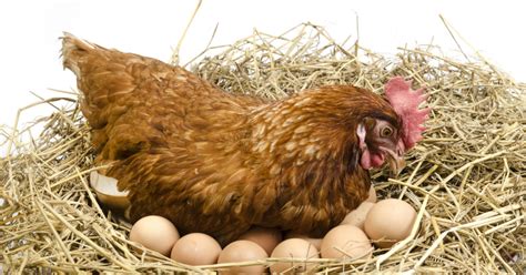 Gallina ponedora Continuara.org