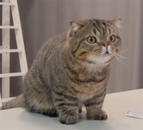 Gatito lulu Continuara.org