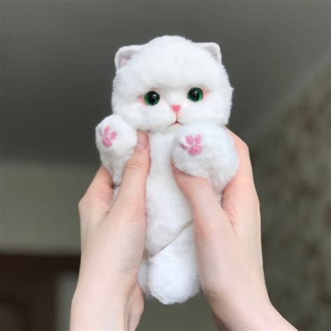 O gatito peluche Continuara.org