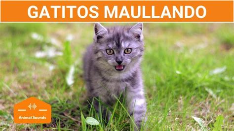 Gatitos movimiento maullan Continuara.org