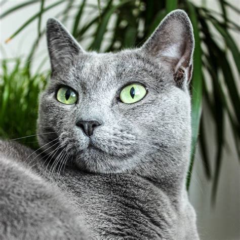 Gato azul ruso Continuara.org