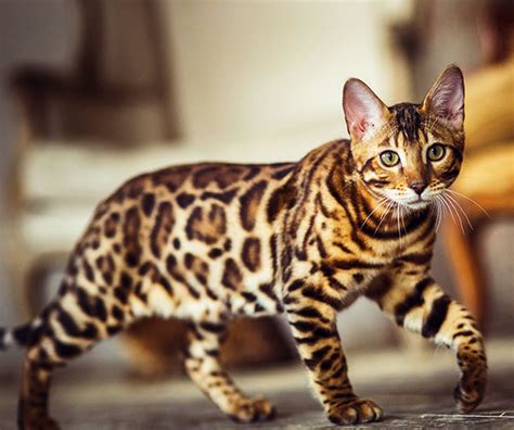 Gato bengali Continuara.org