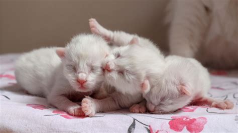 Gato cria Continuara.org