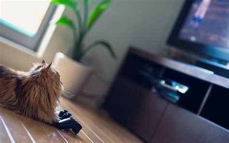 Gato daisy Continuara.org