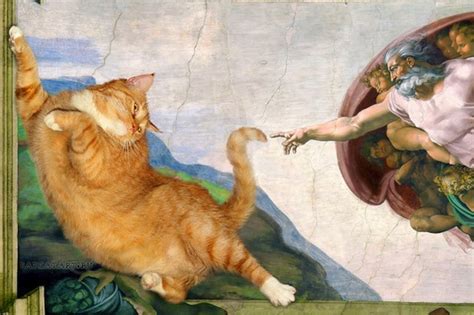 Gato obra Continuara.org
