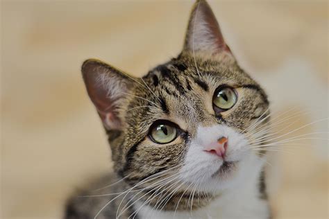 Gato Continuara.org