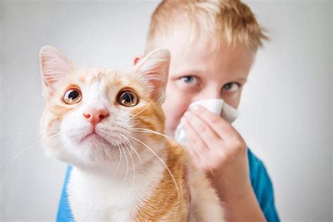 Gatos mordaza Continuara.org