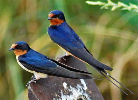 Golondrina Continuara.org