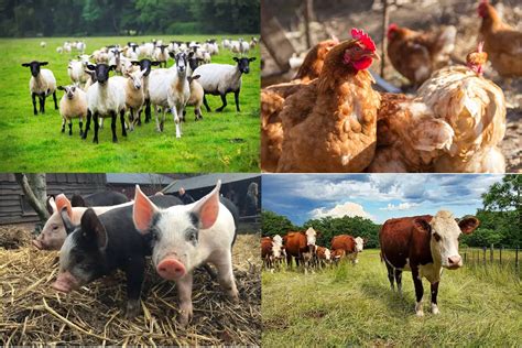 Granja animales Continuara.org