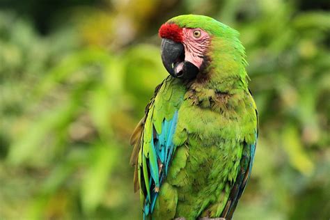 Guacamayo Continuara.org