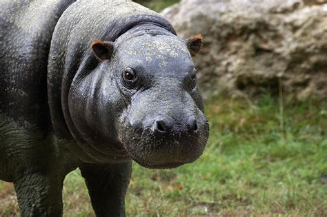 Hipopotamo pigmeo Continuara.org