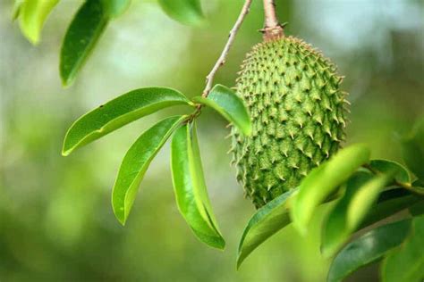 Hojas guanabana Continuara.org