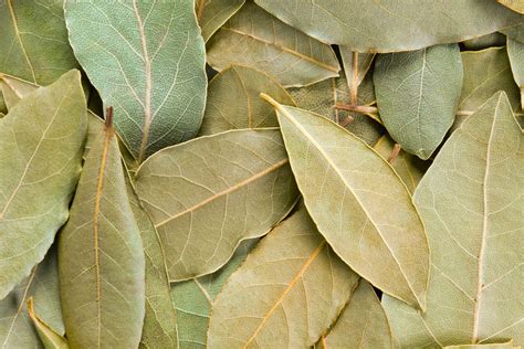 Hojas laurel Continuara.org