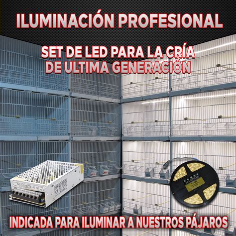 Iluminacion aviarios Continuara.org
