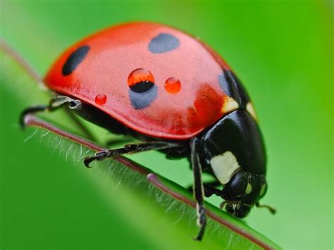 Insectos Continuara.org