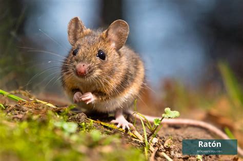 Is ratones Continuara.org