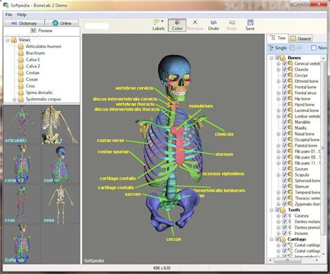 Juego anatomia Continuara.org