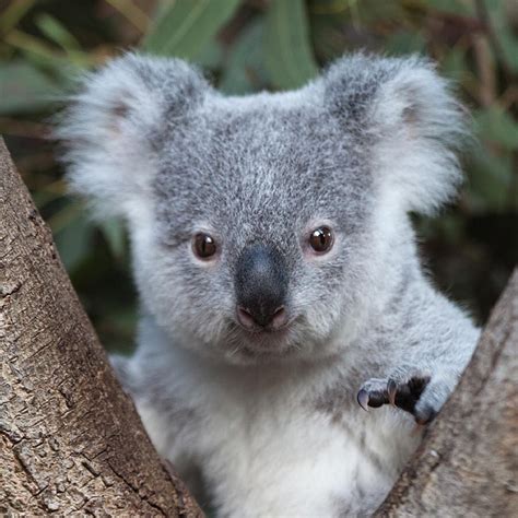 Koala animals babies Continuara.org
