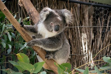 Koala gris Continuara.org