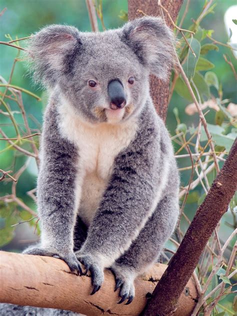 Koala Continuara.org