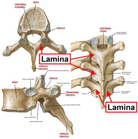 Lamina Continuara.org