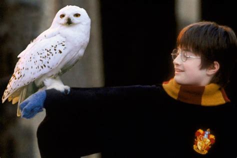 Lechuza harry potter Continuara.org