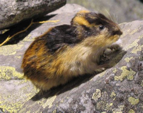 Lemmings Continuara.org
