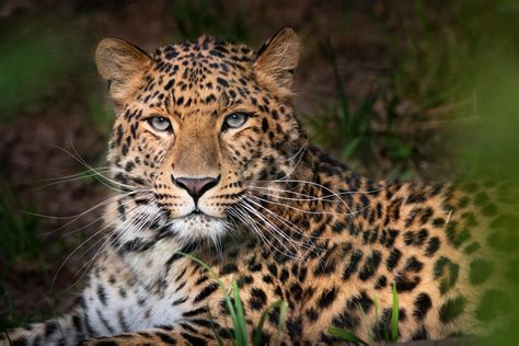 Leopardo Continuara.org